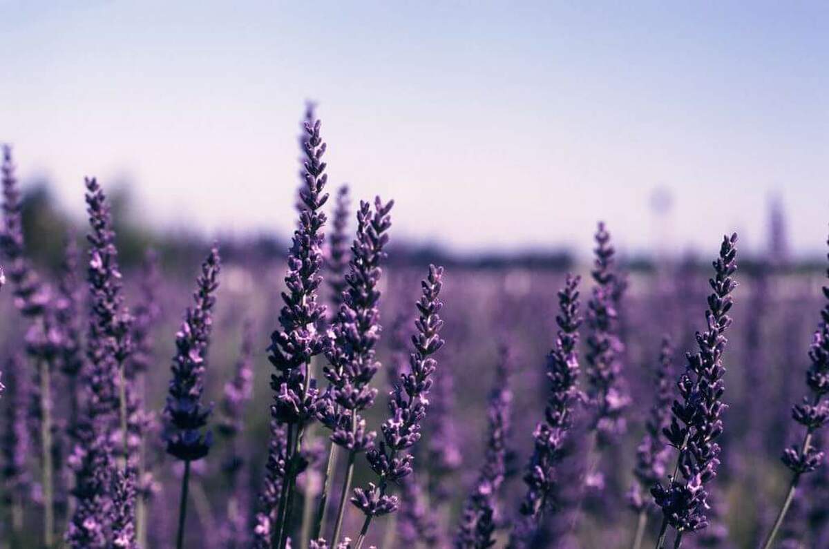 Field of Young Living lavender picture